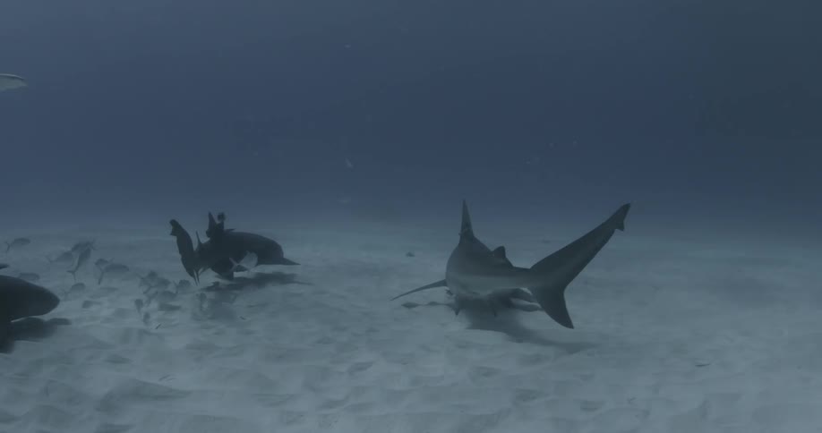 Sharks swim underwater with schools of fish following