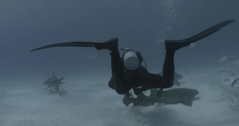A scuba diver swims around some sharks at the bottom of the water