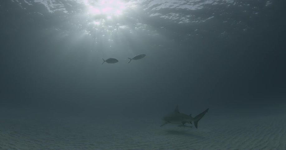 Sharks swimming amongst other have fish as the sunlight shines from the surface