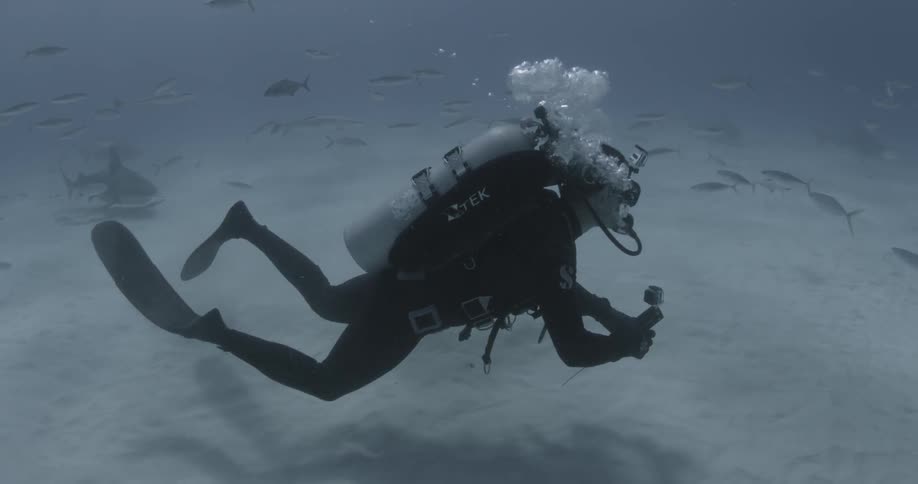 A diver swims amongst fish near the ocean floor