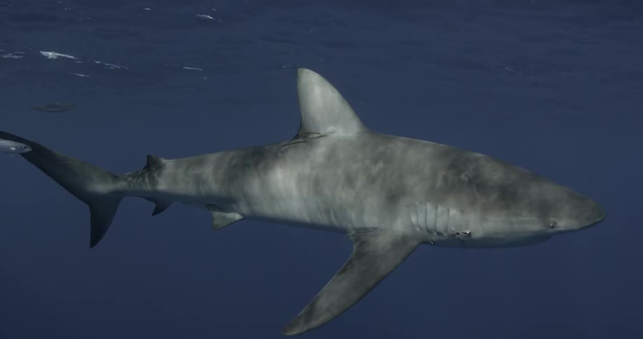 A large shark glides in the water near the surface