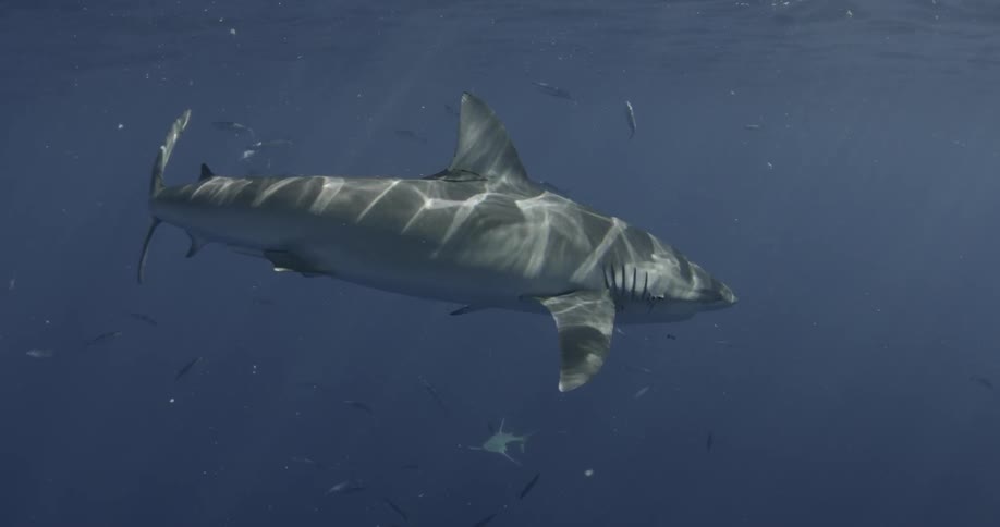 A shark and fish swim in the ocean