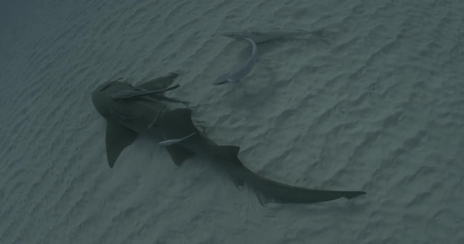 A large shark sits still on the sand underwater with fish swimming around it