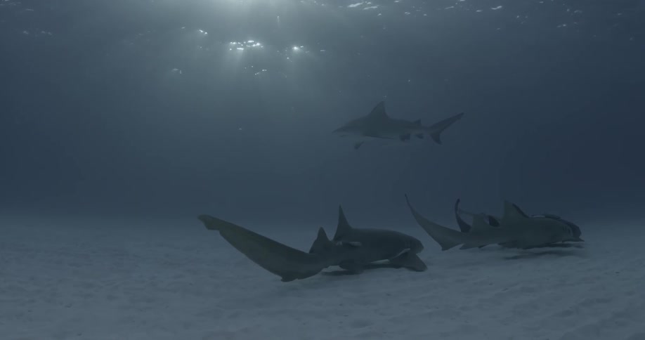 Sharks swim near the ocean floor