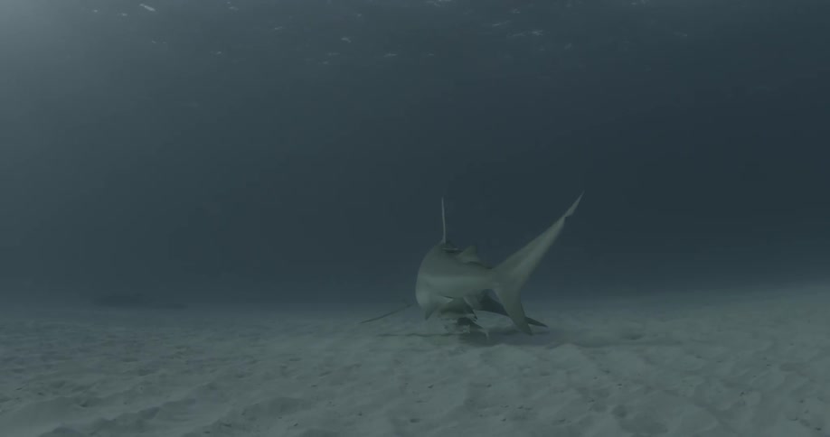 Smaller fish follow a shark swimming at the bottom of the ocean