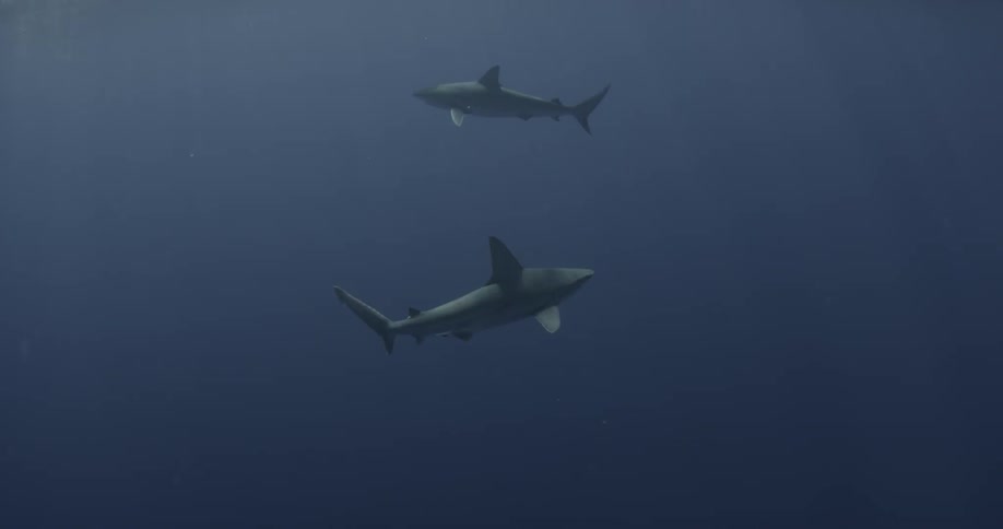 Sharks swim in the ocean
