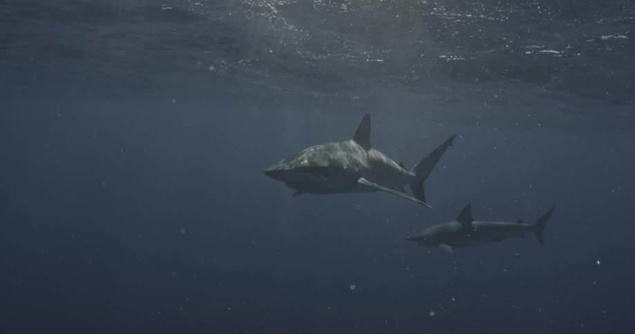 Two sharks swim in blue ocean water