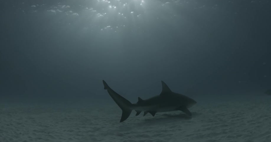A shark swims on the ocean floor