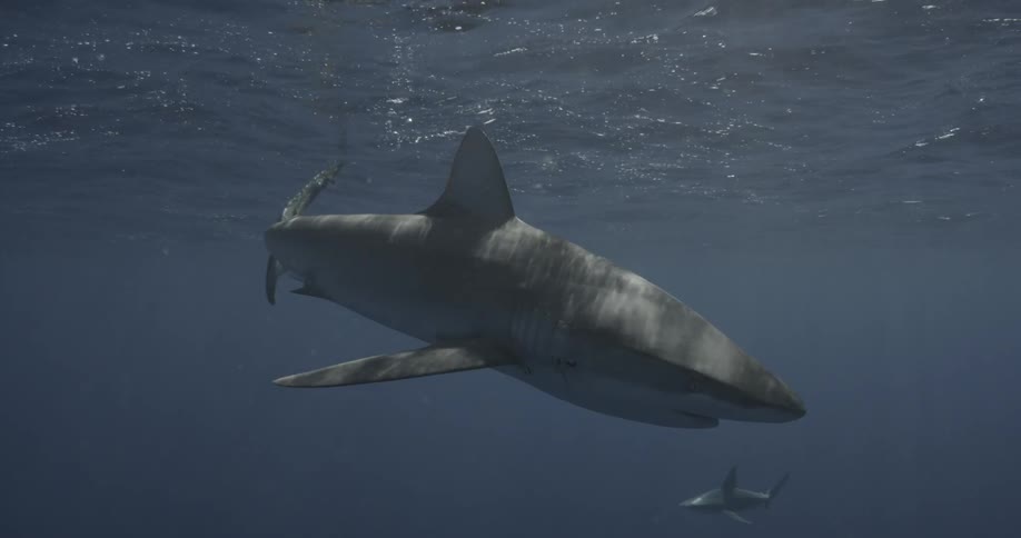 A shark swims near the surface of the ocean