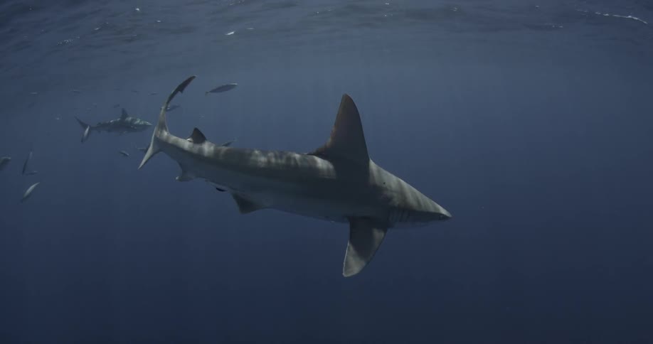 A school of sharks swimming along the ocean surface