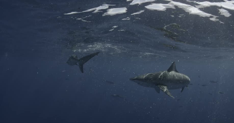 Two sharks swimming near the surface of the ocean