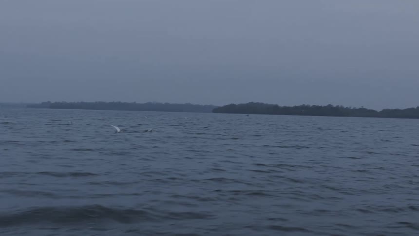 Seagulls flying over a lake on a cloudy day