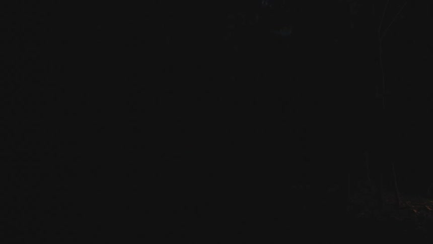A forest at night and a light source passing by on the right side