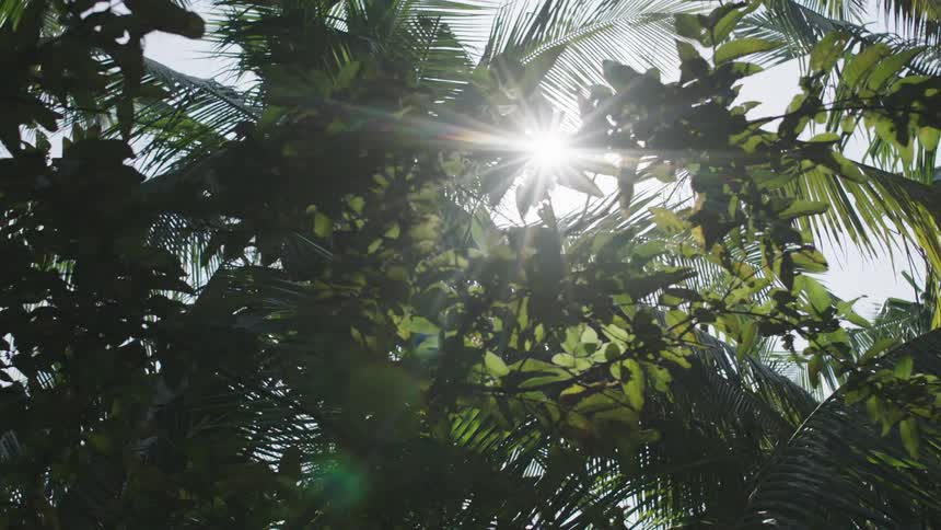 Sunlight passing between green leaves of a tree