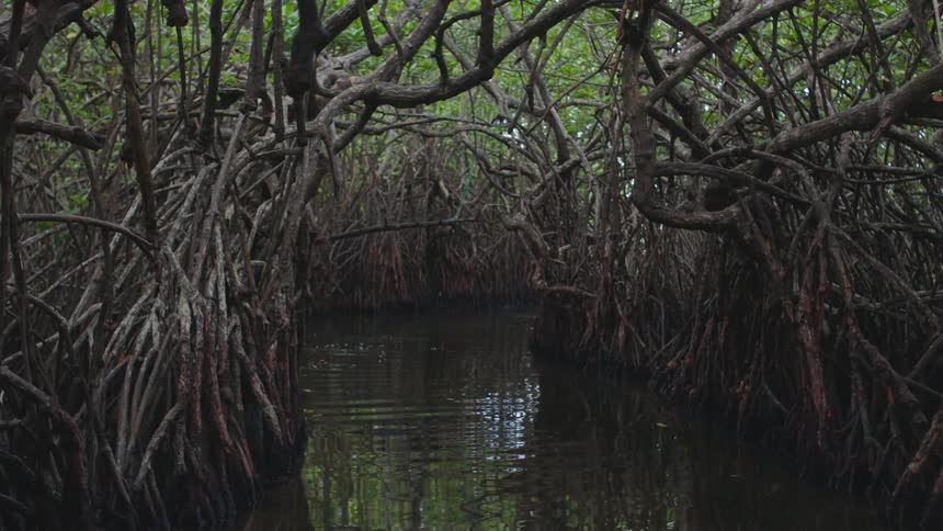 A river runs through a dense network of tree branches