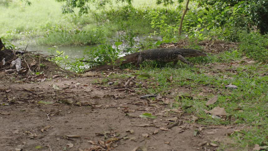 Large lizard walks away from stream