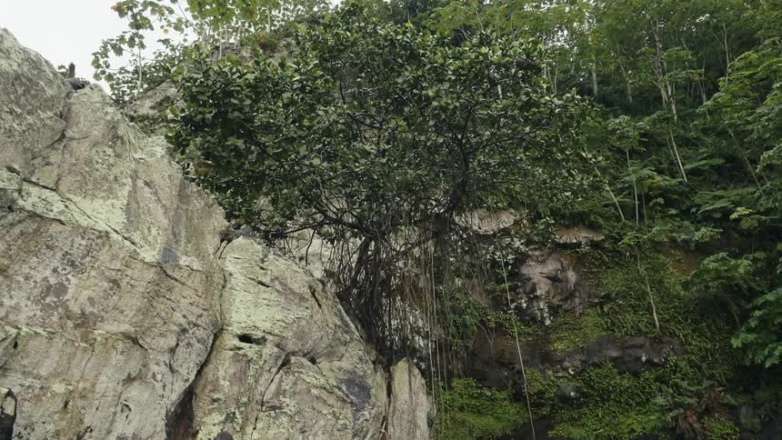 Vegetation and trees cover the rocky cliff birds fly above it