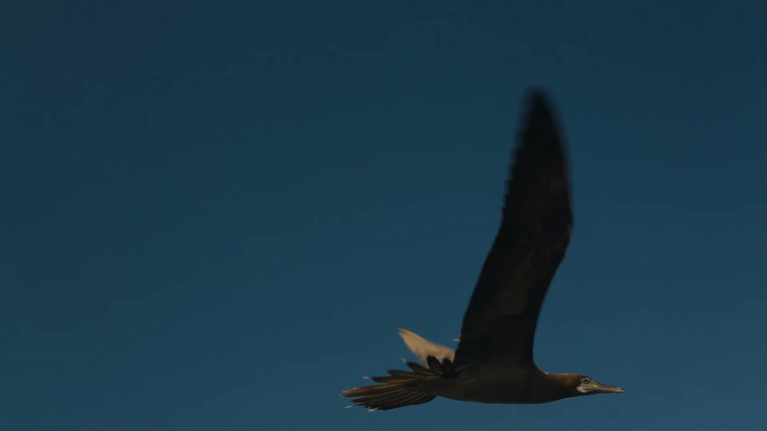 Bird flying on a clear day