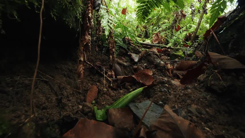 A soil from a region with a lot of vegetation and there are several dry leaves on the ground and some moss next to it
