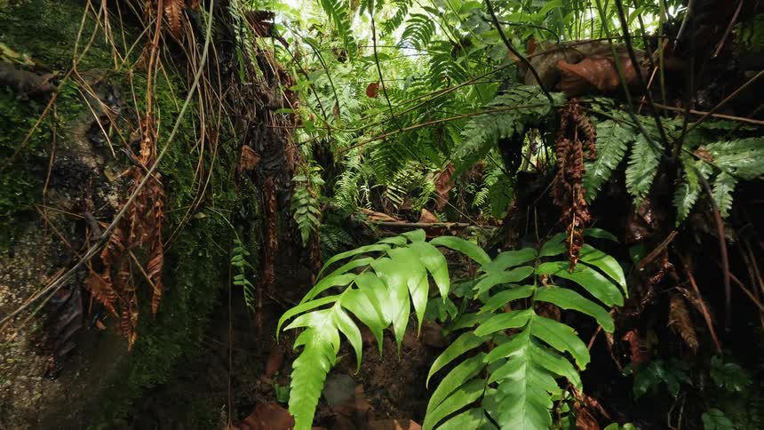 A jungle is densely filled with lush green vegetation and plants