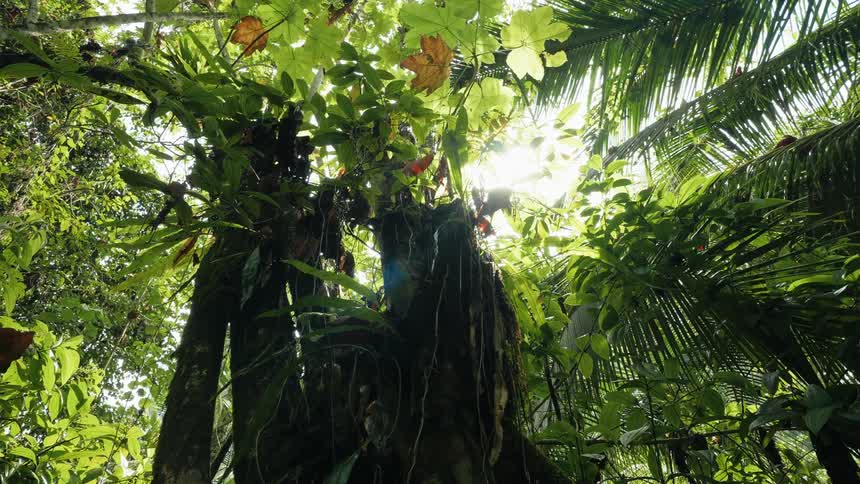A large tree in a forest
