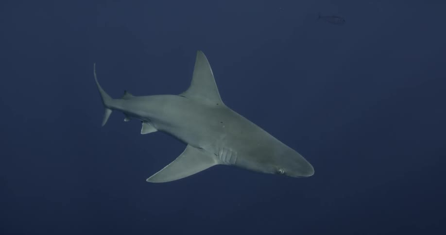 A shark swims in the open ocean