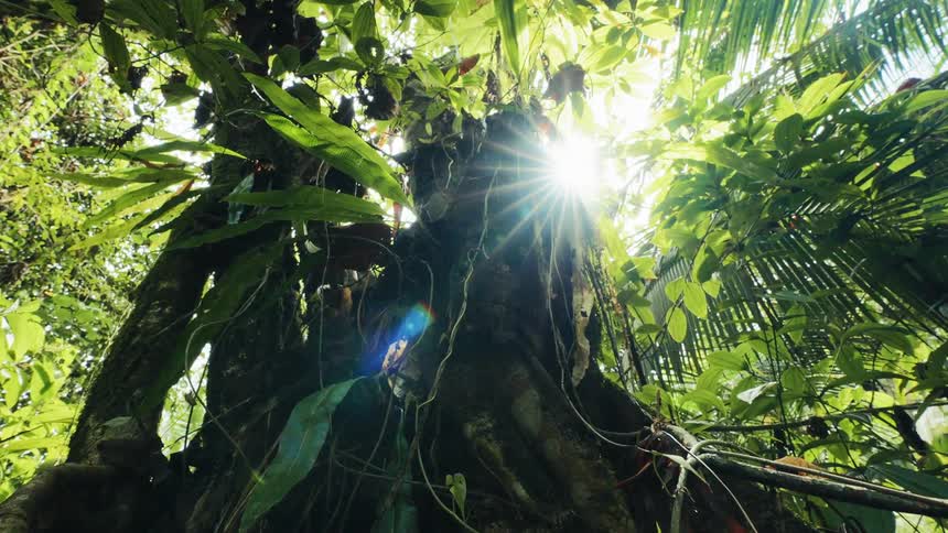 Vines hang from the tree