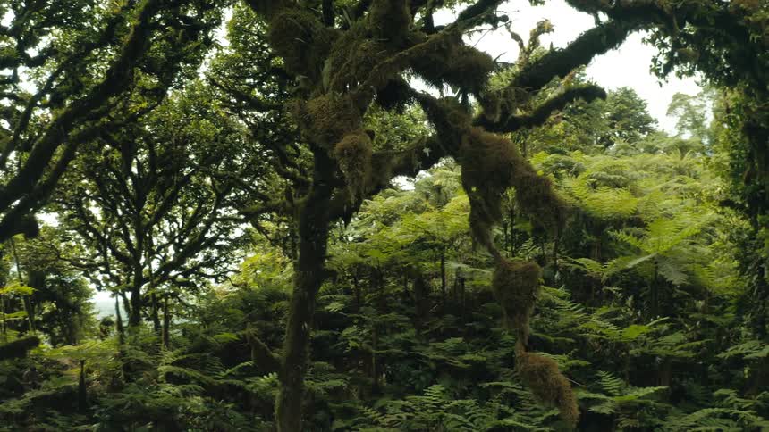 Plant material hangs from a branch in a dense forest
