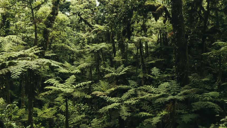 Aerial panorama of a greenish tropical forest