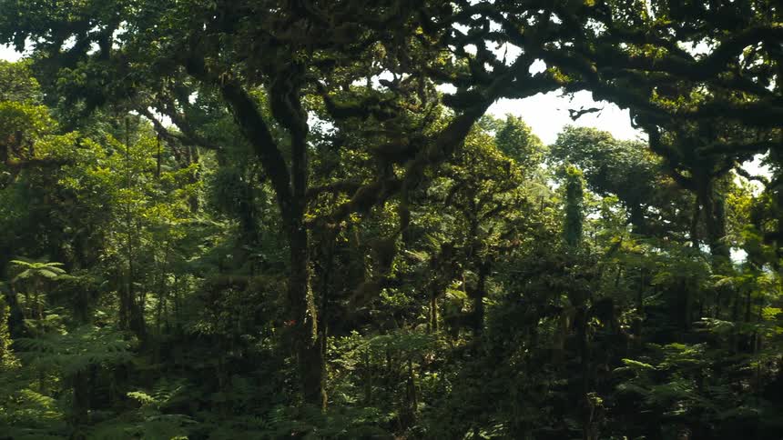 Aerial scenery inside a wooded and green forest