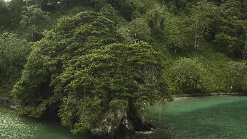 Flock of birds flies over trees on point at edge of jungle