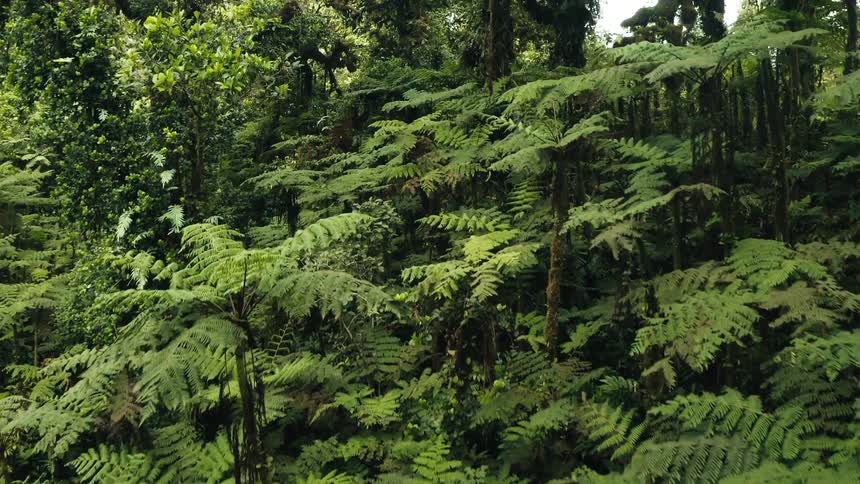 A jungle with several different plants and vegetation and some trees with moss on the stems