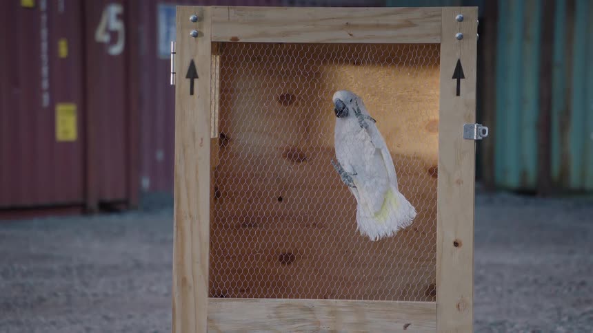 White macaw bird trapped inside a wooden box with containers around it