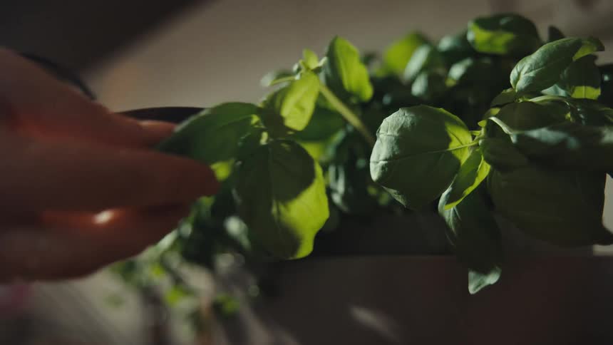 A person reaches out and plucks a single leaf from a basil plant