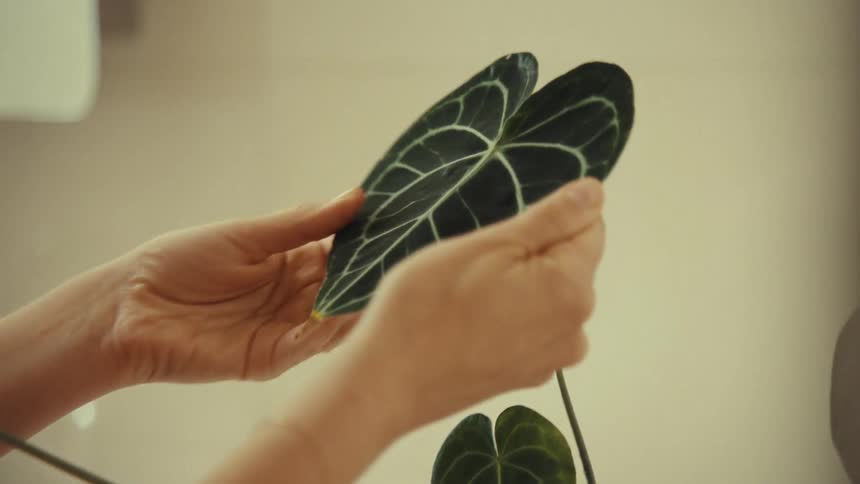A womans hands adjusting a plastic plants leaf