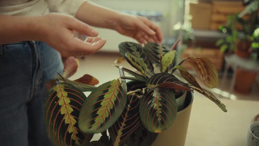 A woman touches various leaves on a potted plant