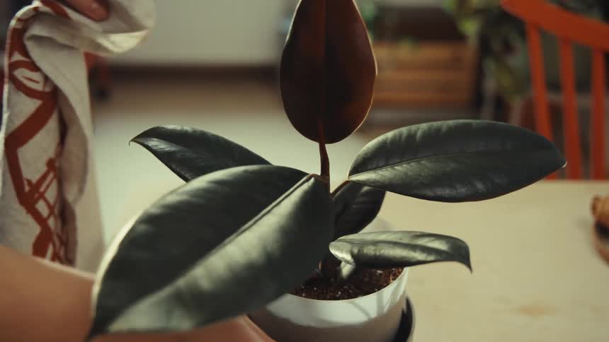 Womans hands cleaning the leaves of a plant