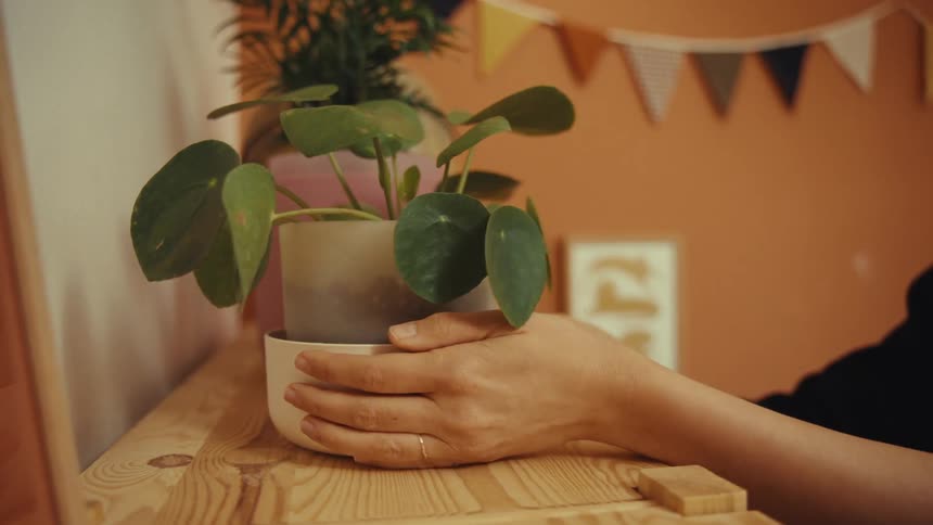 A woman wearing a black sweatshirt placing a houseplant on a shelf in the room