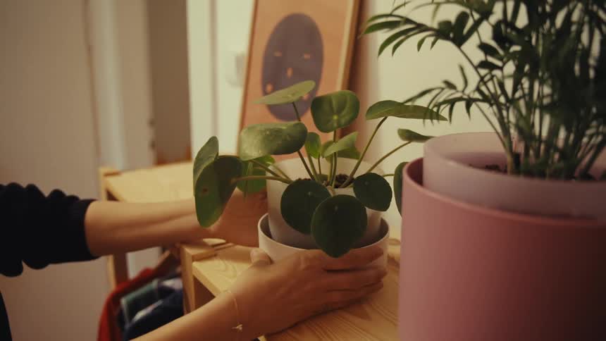 Woman places houseplant on top shelf of clothes rack