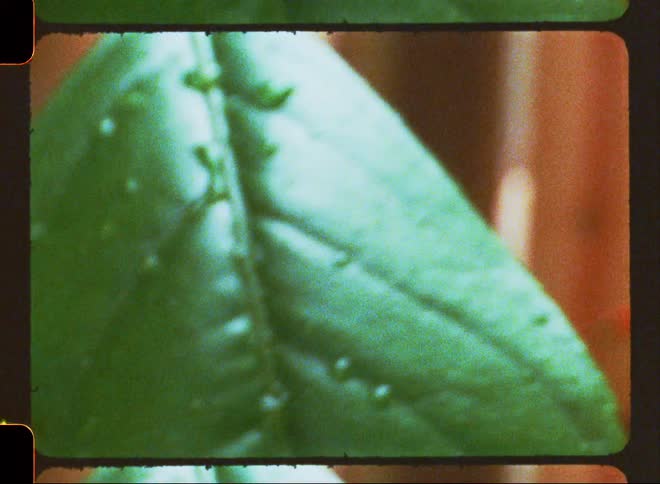 Extreme closeup of a greenish leaf of a plant with water being poured over it