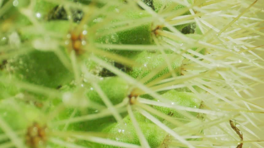 A cacti with seeds and sharp needles