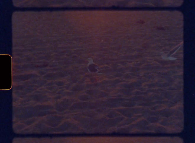 Birds in the sand fly to the edge of a beach with the red sun