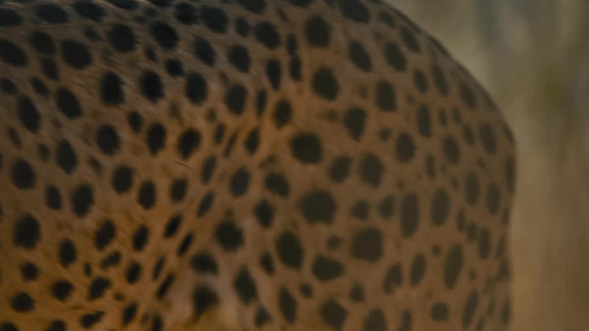 A cheetah walking through the savannah