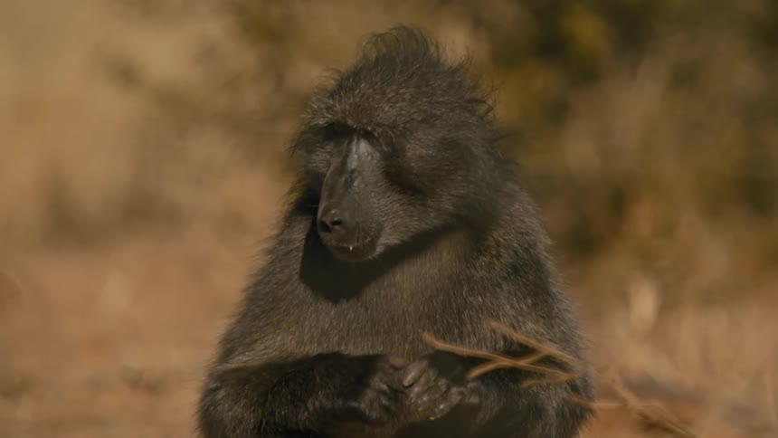 A baboon is eating some greens