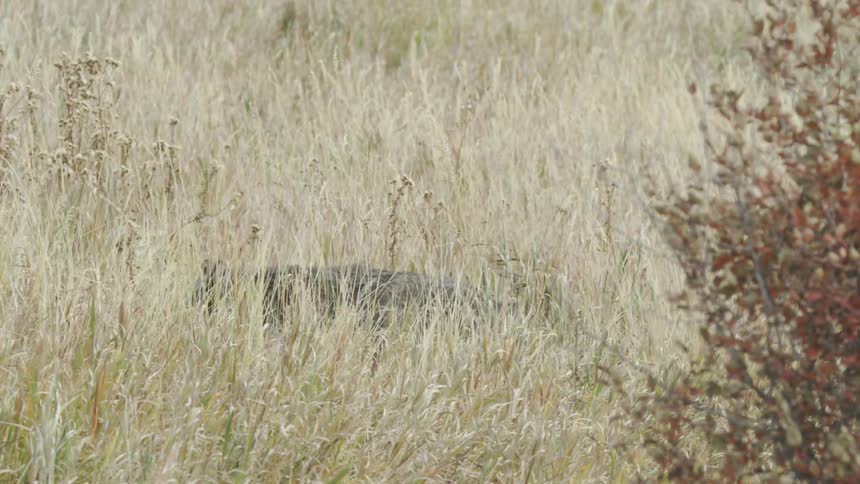 Wolf sneaking through tall grass