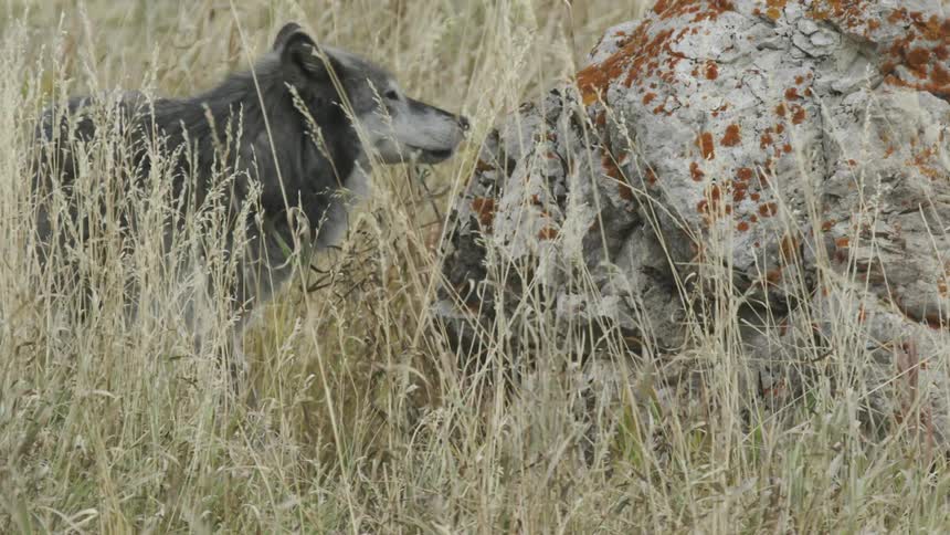 A wolf turning around in tall grass