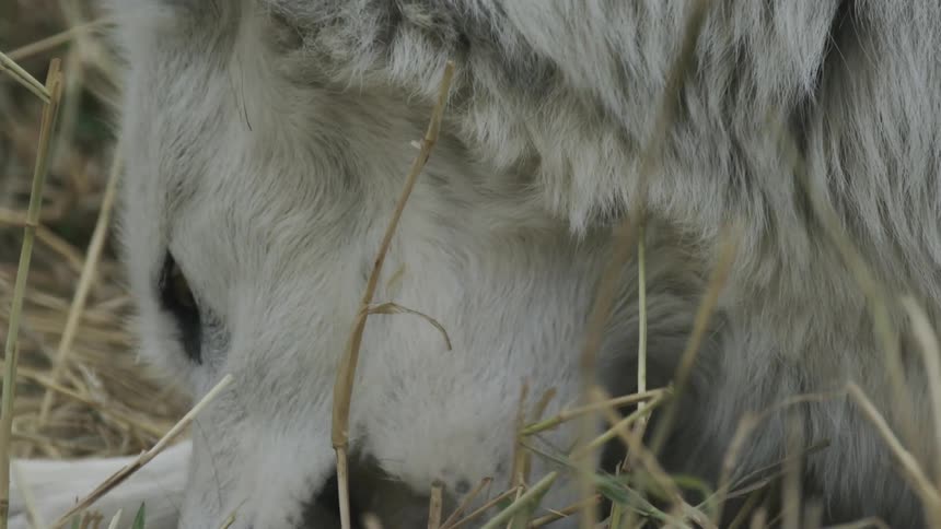 Closeup on a wolf cleaning its paws
