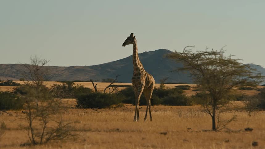 A giraffe walks across a savanna
