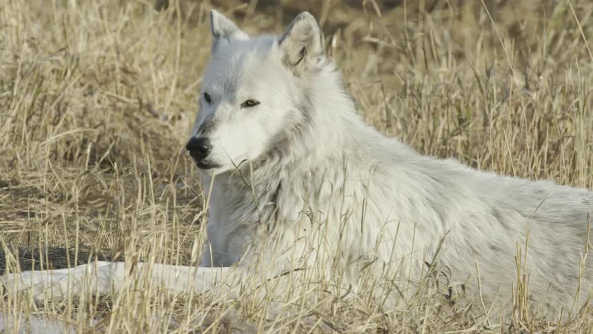 A white wolf laying down in tall grass