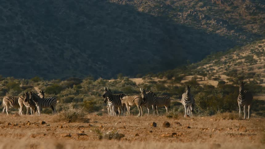 A herd of zebras walking on a flat area near mountains